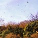 Bird Hunting in Uruguay