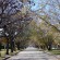 Carrasco Neighborhood