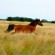 Criollo Horse