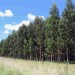 Forestry in Uruguay Forestry in Uruguay