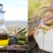Extra Virgin Olive Oil Made in Uruguay Extra Virgin Olive Oil Made in Uruguay